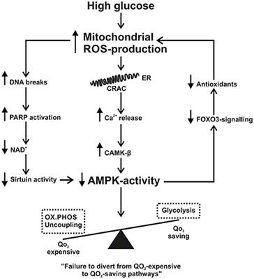 Mitochondrial Reactive Oxygen Species and Kidney Hypoxia in the Development of Diabetic Nephropathy